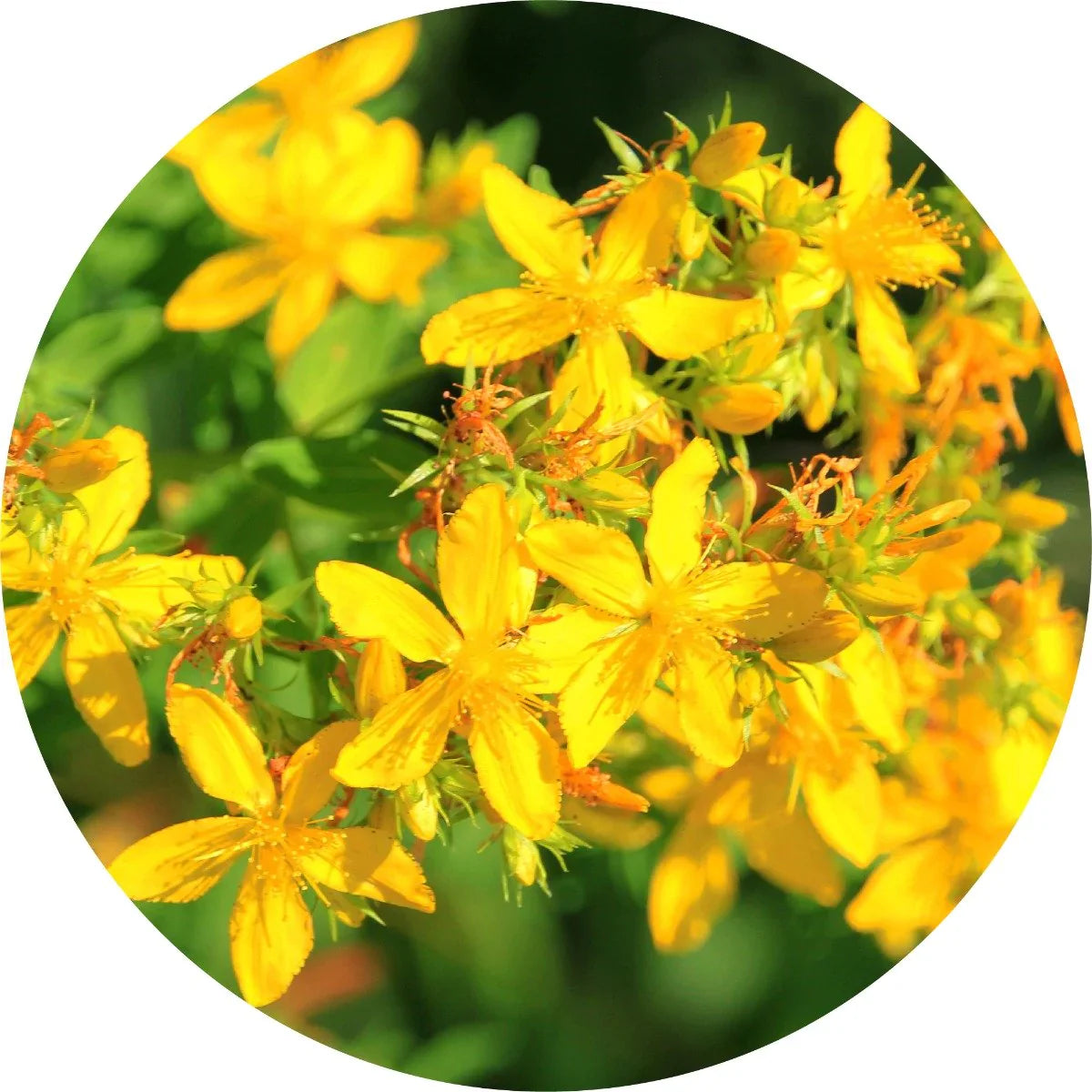 Saint Johnswort Carrier Oil